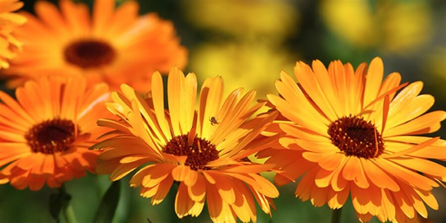 In The Spotlight: Eminence Calendula Oil