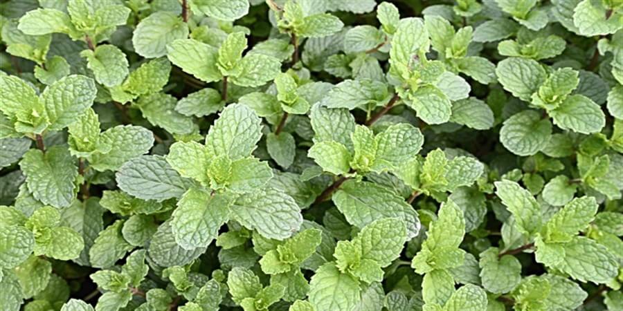 Peppermint Oil | A Pure, Potent Oil With The Power Of Menthol