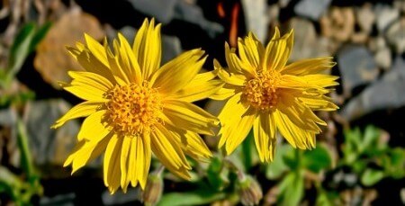 Arnica Healing Powers Rejuvenate Your Appearance