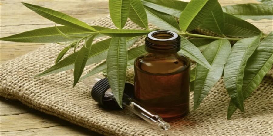 Melaleuca | Tea Tree Oil Holds Some Amazing Benefits For Acne-Prone Skin!