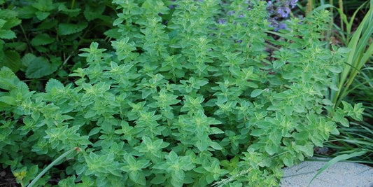 Oregano | A Powerful Oil That Can Remove Skin Tags &amp; Other Unsightly Blemishes