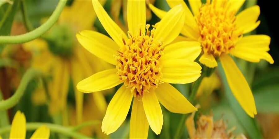 What Is Arnica And What Can It Do For Your Skin?