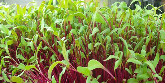 The Time Is Now | Eminence Microgreens Collection