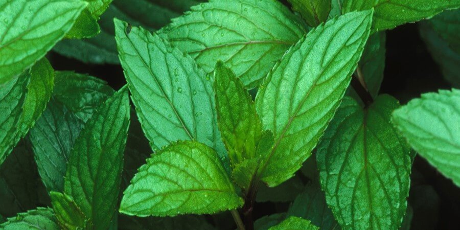 Cool Off This Summer With Natural Peppermint Oil
