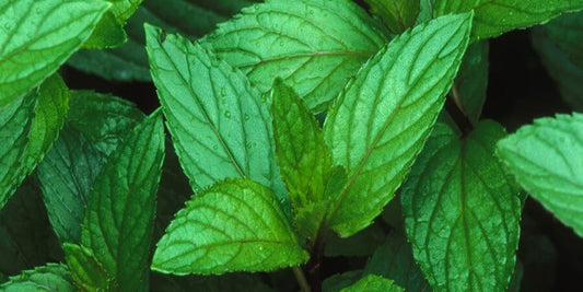 Cool Off This Summer With Natural Peppermint Oil