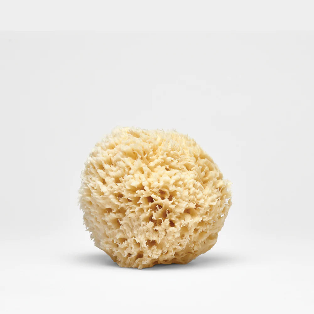 Phytomer Marine Sponge